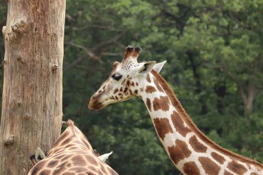 İngiltere 'deki bir safari parkında beslenen zürafalar.