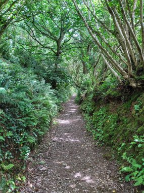 Ormanda bir ağaç tepe örtüsüyle kaplı bir patika boyunca uzanan çalılıkların karışıklığı.