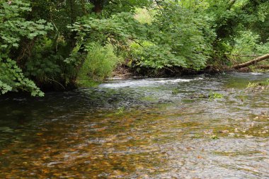 Altındaki çamurlu kahverengi taşları gösteren bir Cornish akıntısının berrak suları
