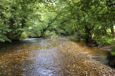 Altındaki çamurlu kahverengi taşları gösteren bir Cornish akıntısının berrak suları