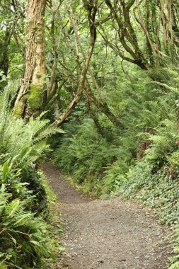 Ormanda bir ağaç tepe örtüsüyle kaplı bir patika boyunca uzanan çalılıkların karışıklığı.
