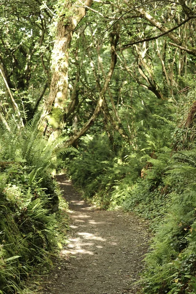 Tangle Undergrowth Longo Caminho Coberto Com Uma Copa Árvore Através — Fotografia de Stock