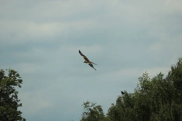 Hawk Circling Carrion Looking Lunch — Stock Photo, Image