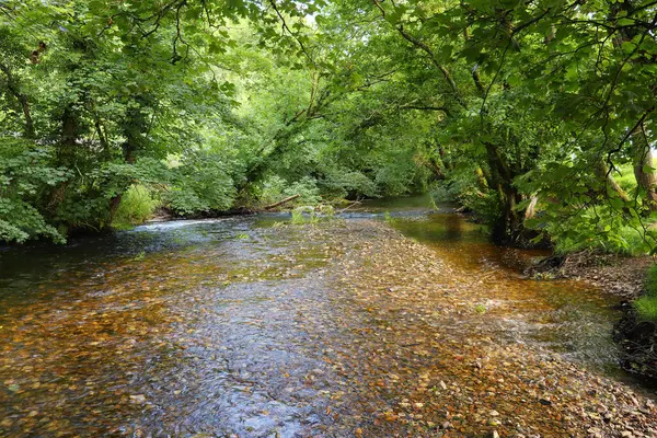 Altındaki çamurlu kahverengi taşları gösteren bir Cornish akıntısının berrak suları