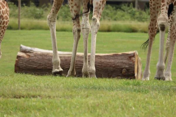 Girafes Nourrissant Dans Parc Safari Royaume Uni — Photo