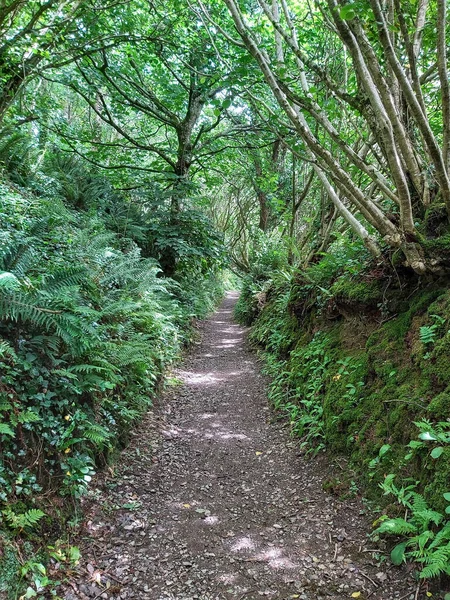 Ormanda bir ağaç tepe örtüsüyle kaplı bir patika boyunca uzanan çalılıkların karışıklığı.