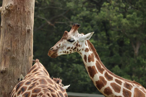 Girafas Alimentando Parque Safári Reino Unido — Fotografia de Stock