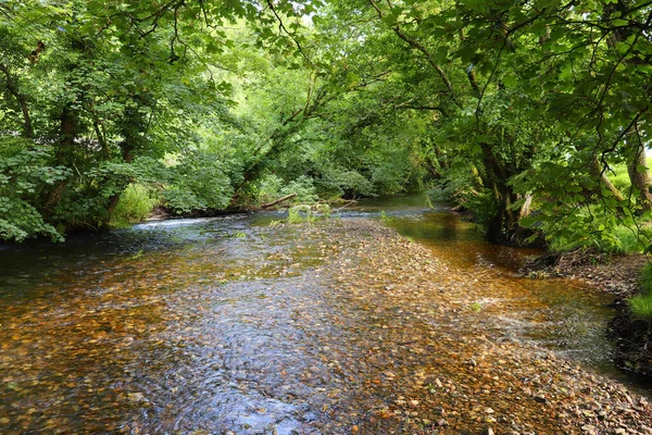 Altındaki çamurlu kahverengi taşları gösteren bir Cornish akıntısının berrak suları