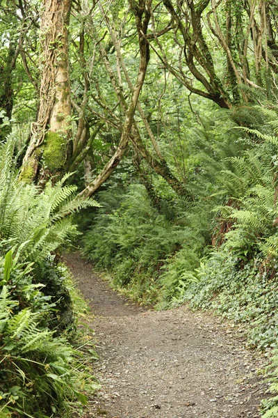 Ormanda bir ağaç tepe örtüsüyle kaplı bir patika boyunca uzanan çalılıkların karışıklığı.