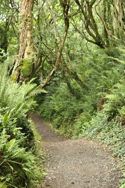 Ormanda bir ağaç tepe örtüsüyle kaplı bir patika boyunca uzanan çalılıkların karışıklığı.