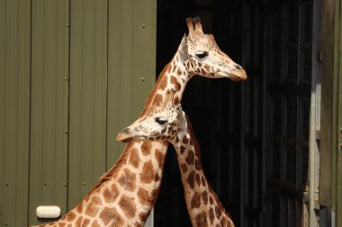 İngiltere 'deki bir safari parkında beslenen zürafalar.