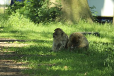 Maymunlar etraflarını saran arabaların üzerinde koşuşturuyor.