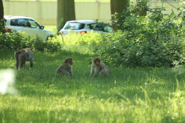 Maymunlar etraflarını saran arabaların üzerinde koşuşturuyor.