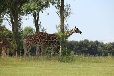 İngiltere 'deki bir safari parkında beslenen zürafalar.