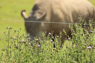 Gergedan İngiliz güneşinin altında otluyor.