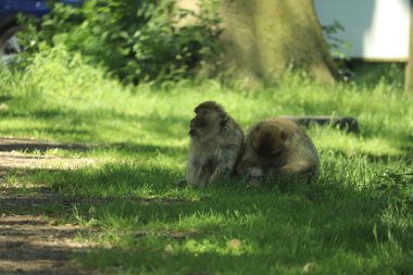 Maymunlar etraflarını saran arabaların üzerinde koşuşturuyor.
