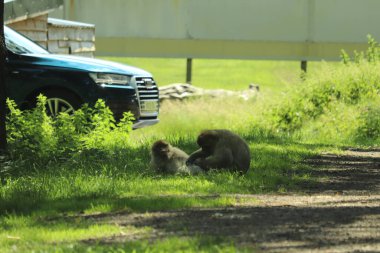 Maymunlar etraflarını saran arabaların üzerinde koşuşturuyor.