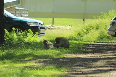 Maymunlar etraflarını saran arabaların üzerinde koşuşturuyor.