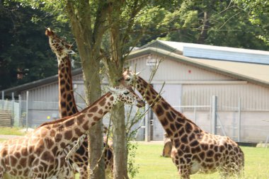 İngiltere 'deki bir safari parkında beslenen zürafalar.