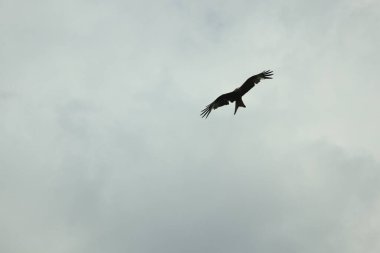 Şahin leşin etrafında dönüp öğle yemeği arıyor.