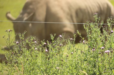 Gergedan İngiliz güneşinin altında otluyor.