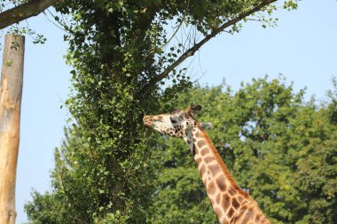 İngiltere 'deki bir safari parkında beslenen zürafalar.