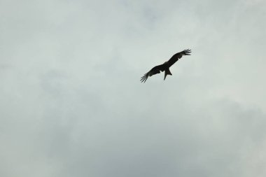 Şahin leşin etrafında dönüp öğle yemeği arıyor.