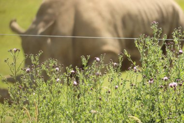Gergedan İngiliz güneşinin altında otluyor.
