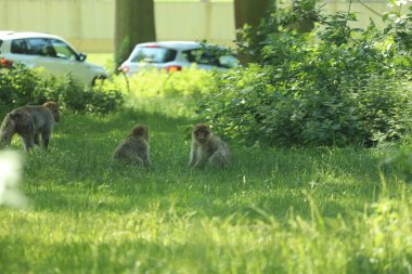 Maymunlar etraflarını saran arabaların üzerinde koşuşturuyor.