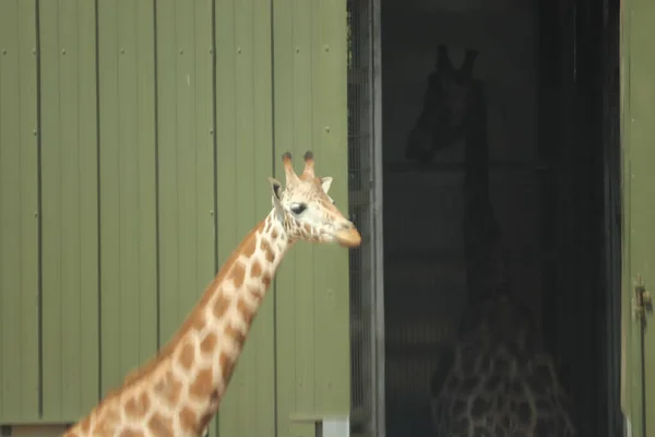 Giraffes Feeding Safari Park — Stock Photo, Image