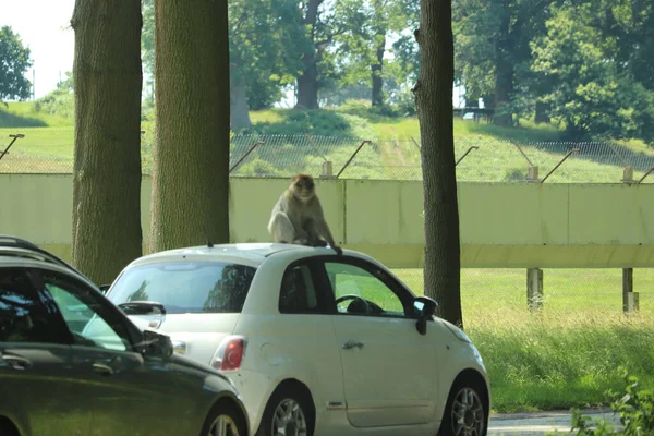 Scimmie Che Arrampicano Sulle Auto Che Attraversano Loro Recinto — Foto Stock