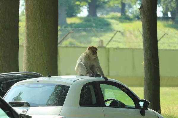 Singes Brouillant Sur Les Voitures Conduisant Travers Leur Enceinte — Photo