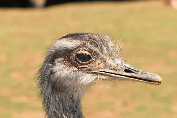 Ostrich Looking Plain Curiously — Stock Photo, Image
