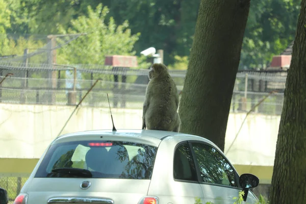 Macacos Lutando Sobre Carros Dirigindo Através Seu Recinto — Fotografia de Stock