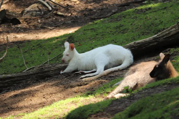 Wallabies Couchés Dans Une Enceinte Zoo — Photo