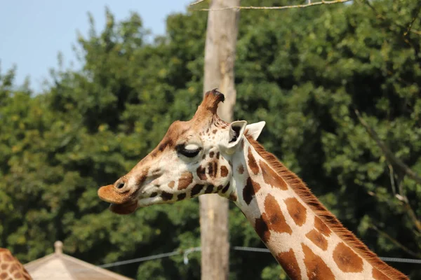 Giraffen Füttern Einem Safaripark Großbritannien — Stockfoto