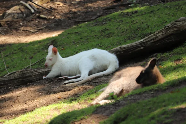 動物園の囲いの中に横たわっているワラビー — ストック写真