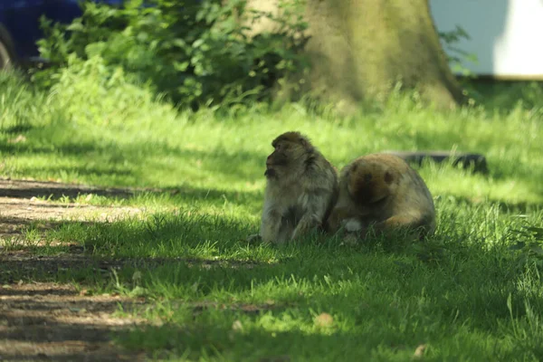 Singes Brouillant Sur Les Voitures Conduisant Travers Leur Enceinte — Photo