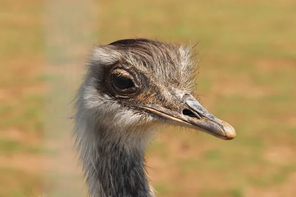 Ostrich Looking Plain Curiously — Stock Photo, Image