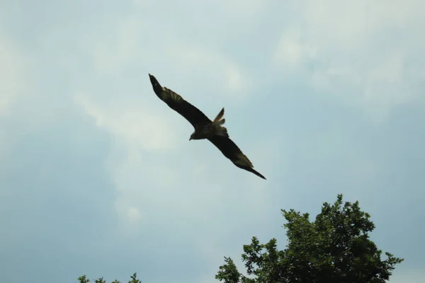 Hawk Circulando Carniça Procura Almoço — Fotografia de Stock