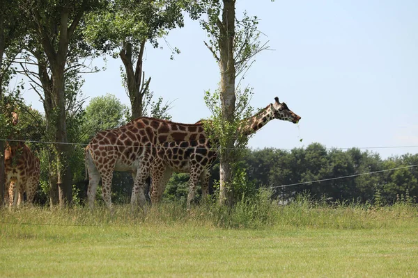 Girafes Nourrissant Dans Parc Safari Royaume Uni — Photo