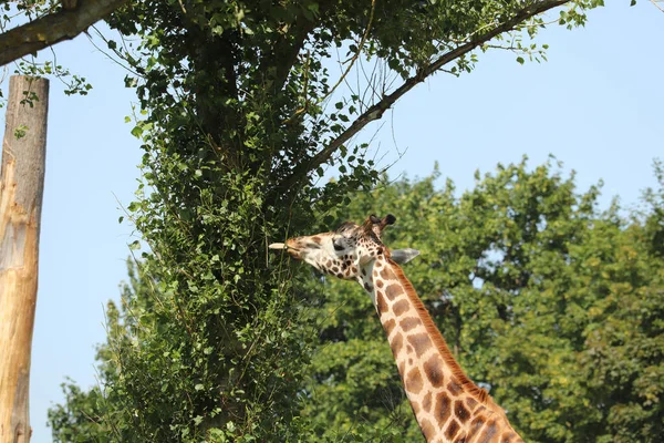 Jirafas Alimentándose Parque Safari Reino Unido — Foto de Stock