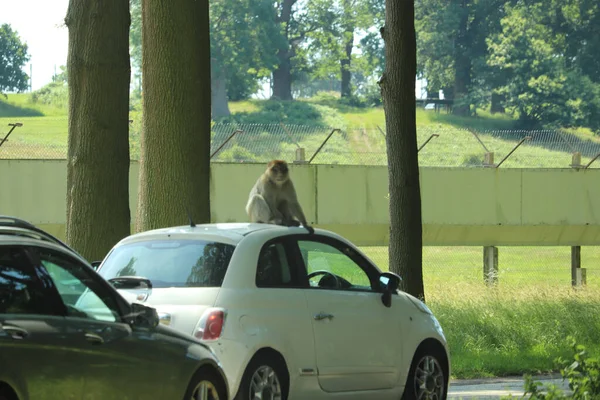 Monos Luchando Sobre Los Coches Que Conducen Través Recinto — Foto de Stock