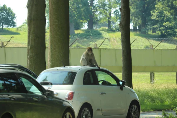 Monos Luchando Sobre Los Coches Que Conducen Través Recinto — Foto de Stock