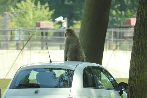 Scimmie Che Arrampicano Sulle Auto Che Attraversano Loro Recinto — Foto Stock