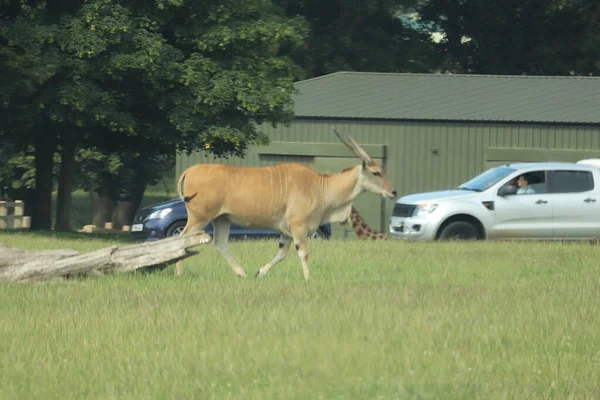 Olbrzym Równin Wędrujący Swobodnie Parku Safari Woburn — Zdjęcie stockowe