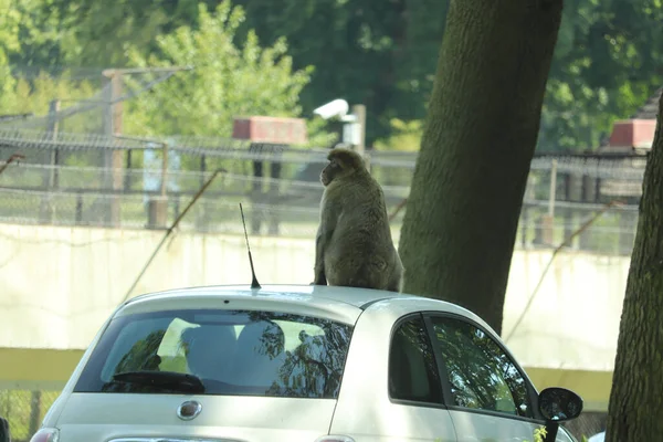 Scimmie Che Arrampicano Sulle Auto Che Attraversano Loro Recinto — Foto Stock