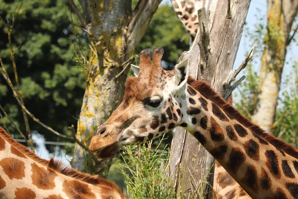 Girafes Nourrissant Dans Parc Safari Royaume Uni — Photo