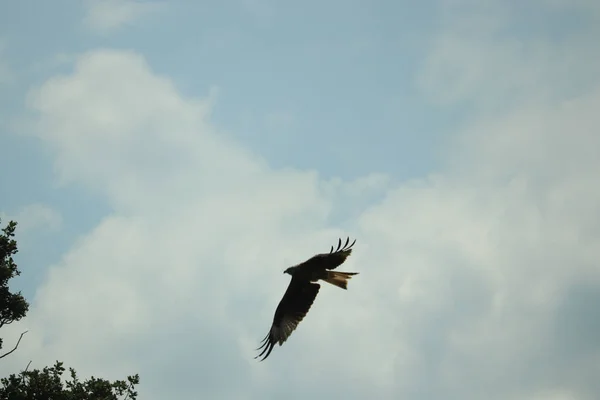 Hawk Circulando Carniça Procura Almoço — Fotografia de Stock