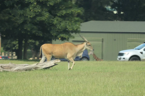 Olbrzym Równin Wędrujący Swobodnie Parku Safari Woburn — Zdjęcie stockowe